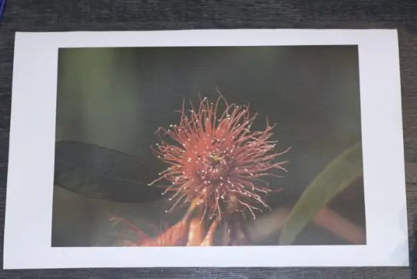 Canvas Prints - Custom - Image 3